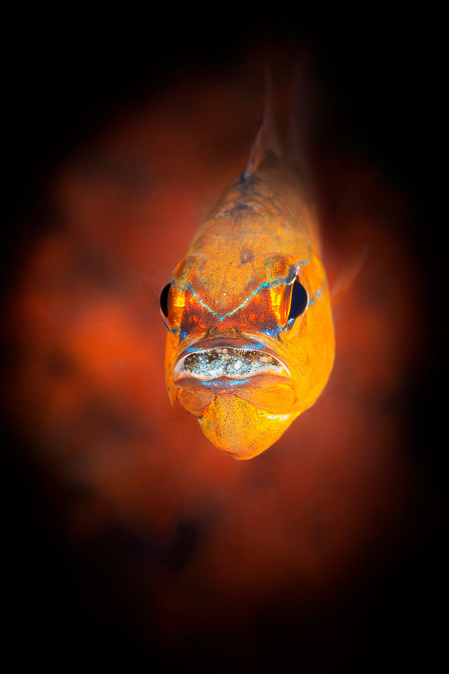 photo artistique poisson orange