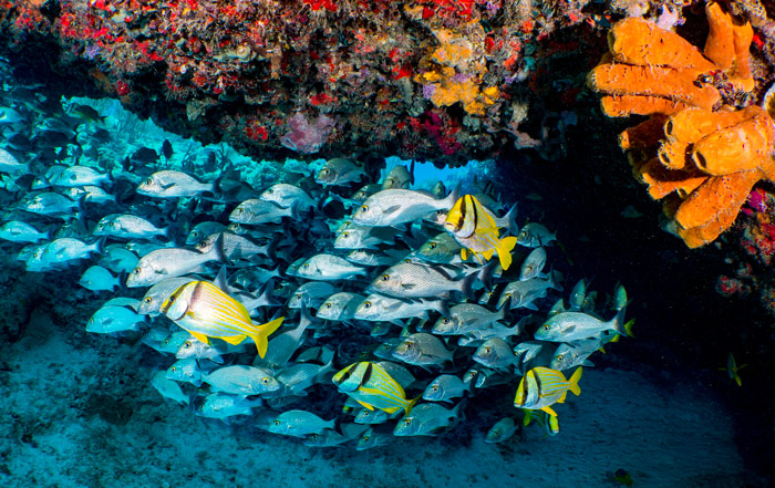 banc de poisson Mexique