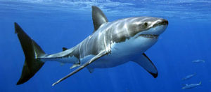 Le grand requin blanc