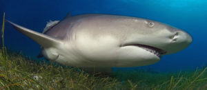 Requin citron