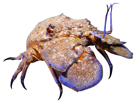 Cigale de mer