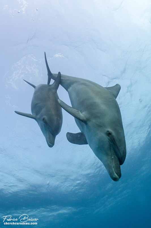 couple de dauphins