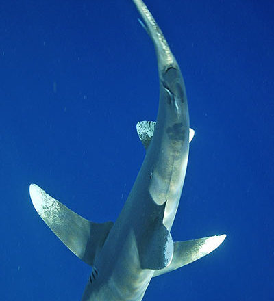 Requin océanique