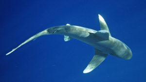 Requin oceanique