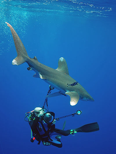 Requin océanique