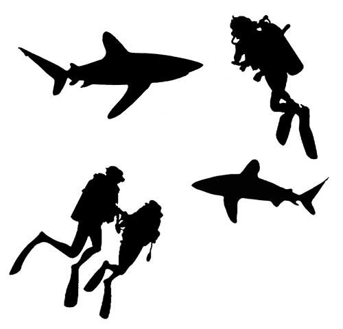 Interagir avec les requins