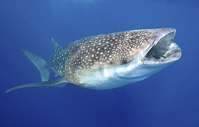 Requin baleine