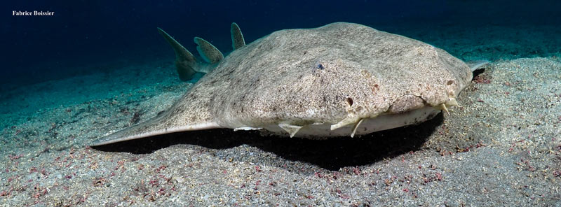 requin ange