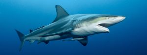 Plongée avec des requins en Afrique du Sud