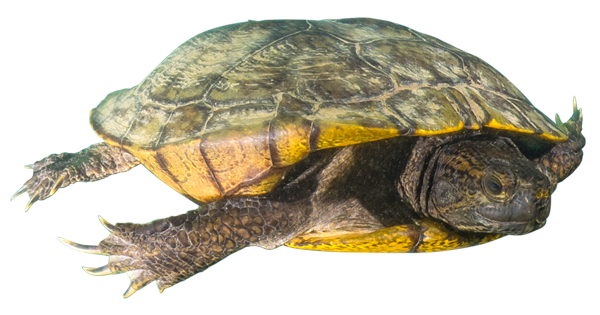 tortue chercheurs d'eau n69