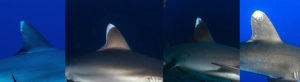 Requins