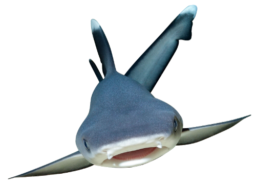 bébé requin