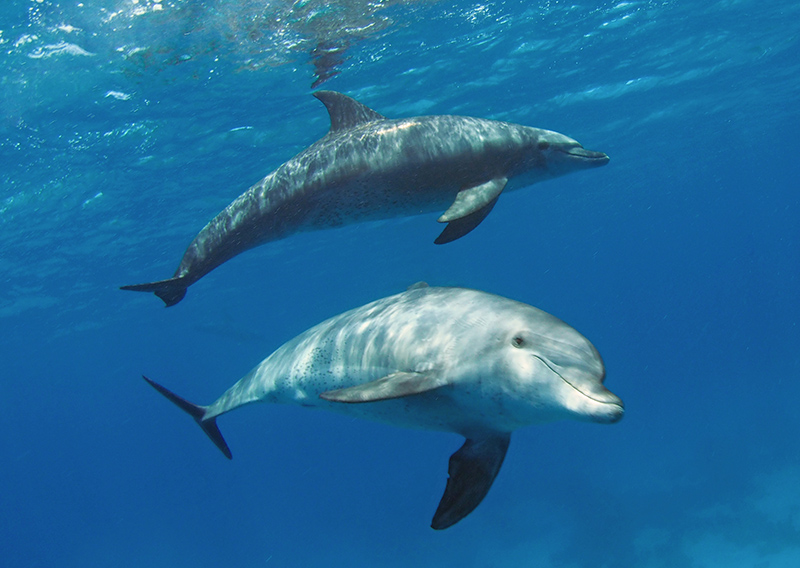 dauphins croisière en Egype