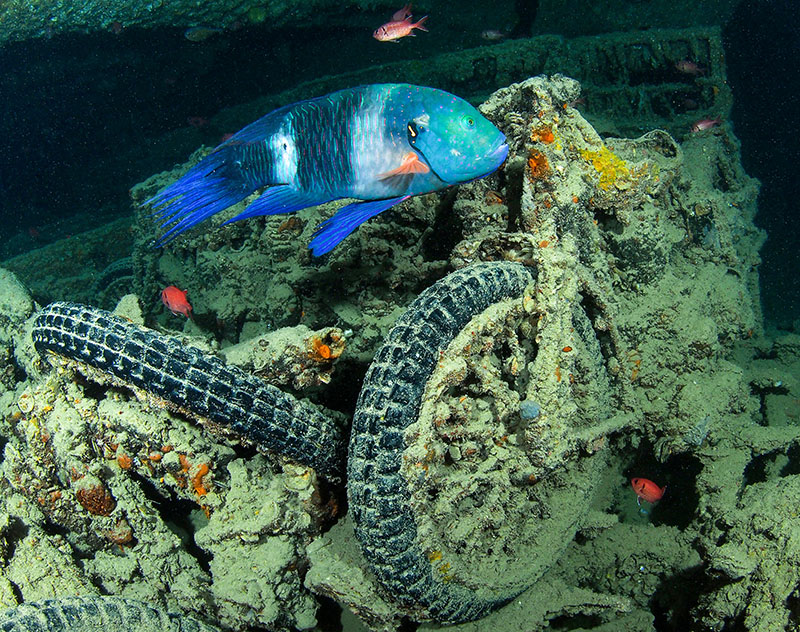 plongée en Egypte