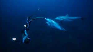 Une apnéiste en immersion face à un groupe de dauphins, scène du film Nos âmes libres
