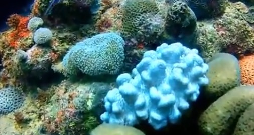 corail endemique