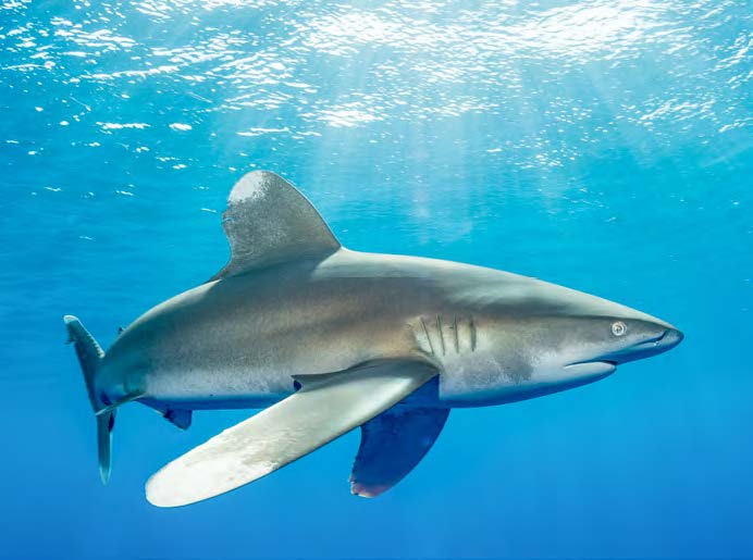 requin de mer rouge croisiere chercheurs d'eau