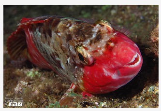 poisson rouge