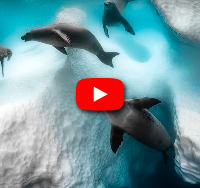 video livre antarctica